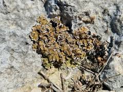 Attēlu rezultāti vaicājumam “Coriolopsis trogii”