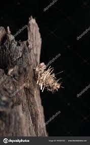 Attēlu rezultāti vaicājumam “Psyche casta larva”