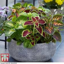 Attēlu rezultāti vaicājumam “Viola x williamsii”