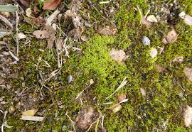 Attēlu rezultāti vaicājumam “Barbula convoluta sporophyte”
