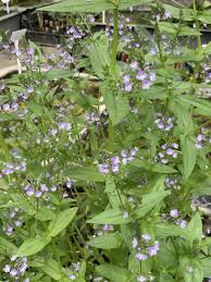 Attēlu rezultāti vaicājumam “Veronica anagallis-aquatica fruit”