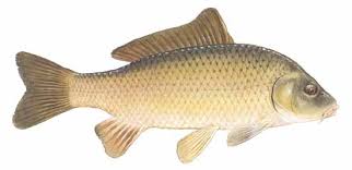 Image result for Carpiodes cyprinus