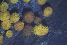 Attēlu rezultāti vaicājumam “Oligonema affine spores”