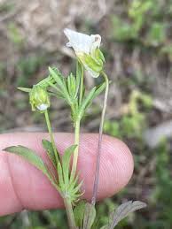 Attēlu rezultāti vaicājumam “Viola arvensis bud”