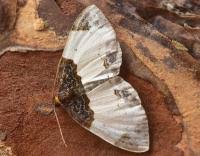 Attēlu rezultāti vaicājumam “Mesoleuca albicillata”