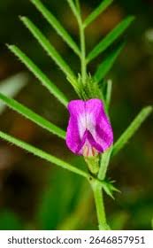 Attēlu rezultāti vaicājumam “Vicia angustifolia flower”