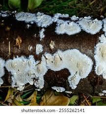 Attēlu rezultāti vaicājumam “Postia rennyi”