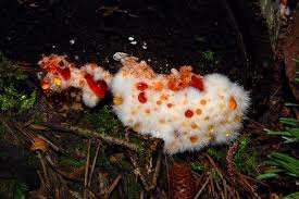 Attēlu rezultāti vaicājumam “Postia ptychogaster”