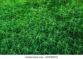 Attēlu rezultāti vaicājumam “Polytrichum formosum”