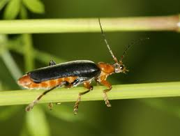 Attēlu rezultāti vaicājumam “Cantharis livida”