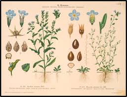 Attēlu rezultāti vaicājumam “Anchusa arvensis flower”