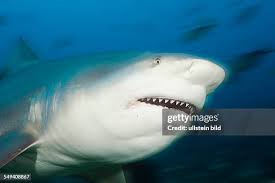 Image result for Carcharhinus leucas