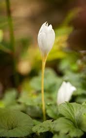 Attēlu rezultāti vaicājumam “Crocus speciosus flower”