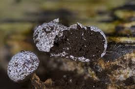 Attēlu rezultāti vaicājumam “Physarum leucophaeum macro”