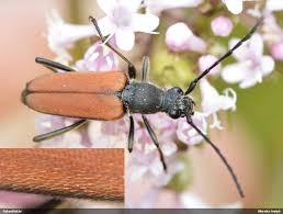 Attēlu rezultāti vaicājumam “Anastrangalia sanguinolenta male”