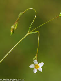 Attēlu rezultāti vaicājumam “Linum catharticum flower”
