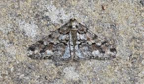 Attēlu rezultāti vaicājumam “Agriopis leucophaearia”