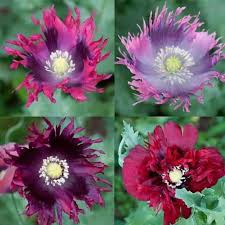 Attēlu rezultāti vaicājumam “Papaver somniferum flower”