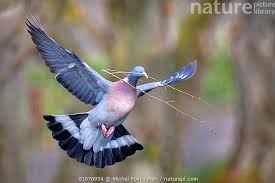 Image result for Columba palumbus