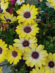 Image result for Dimorphotheca sinuata