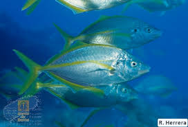 Image result for Pseudocaranx dentex