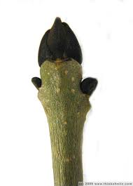 Attēlu rezultāti vaicājumam “Fraxinus excelsior bud”