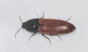 Attēlu rezultāti vaicājumam “Ampedus pomorum”