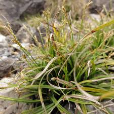 Attēlu rezultāti vaicājumam “Carex ornithopoda”