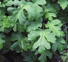 Image result for Heracleum sphondylium