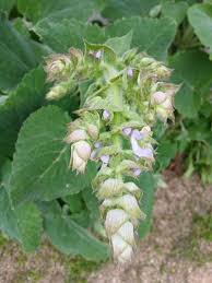 Image result for Salvia sclarea