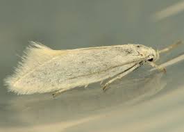 Attēlu rezultāti vaicājumam “Elachista argentella”