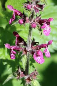 Attēlu rezultāti vaicājumam “Stachys sylvatica”