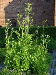 Attēlu rezultāti vaicājumam “Levisticum officinale”