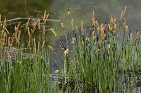 Attēlu rezultāti vaicājumam “Carex elata”