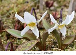 Attēlu rezultāti vaicājumam “Erythronium sibiricum”