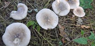Attēlu rezultāti vaicājumam “Clitocybe nebularis”