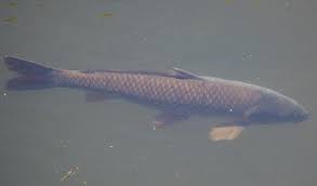 Image result for Cyprinus carpio