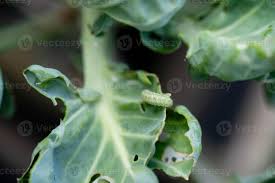 Attēlu rezultāti vaicājumam “Pieris brassicae larva”