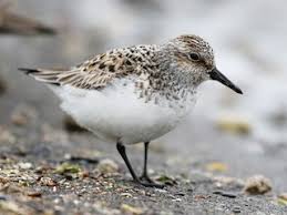 Attēlu rezultāti vaicājumam “Calidris alba adult”