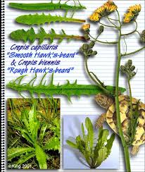 Attēlu rezultāti vaicājumam “Crepis biennis”