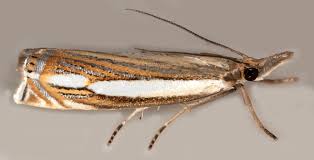 Attēlu rezultāti vaicājumam “Crambus silvella”