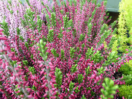 Attēlu rezultāti vaicājumam “Calluna vulgaris bud”