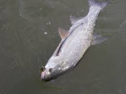 Image result for Lampetra fluviatilis