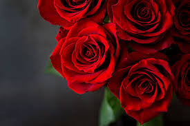 Image result for FOTO ROSA