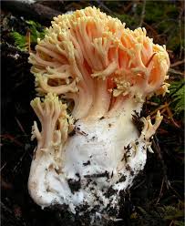 Attēlu rezultāti vaicājumam “Ramaria formosa”