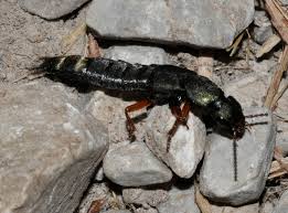 Attēlu rezultāti vaicājumam “Platydracus fulvipes”