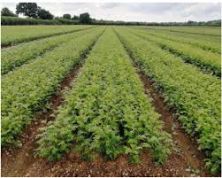 Attēlu rezultāti vaicājumam “Diderma radiatum young”