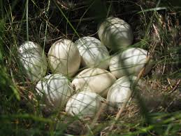 Attēlu rezultāti vaicājumam “Anas platyrhynchos eggs”