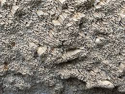 Attēlu rezultāti vaicājumam “Antrodia sinuosa”