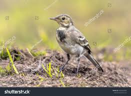 Attēlu rezultāti vaicājumam “Badhamia bethelii young”